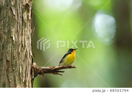 新緑の森_枝に止まるキビタキ 66503794