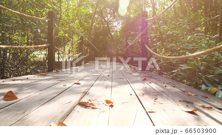person walks along bridge among tropical plants in jungle 66503900