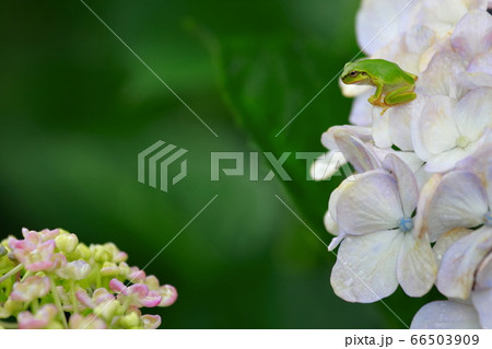 カエル 66503909