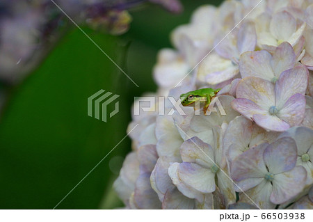 あじさいの花にカエルを見つける あじさいの花にカエルを見つける 66503938