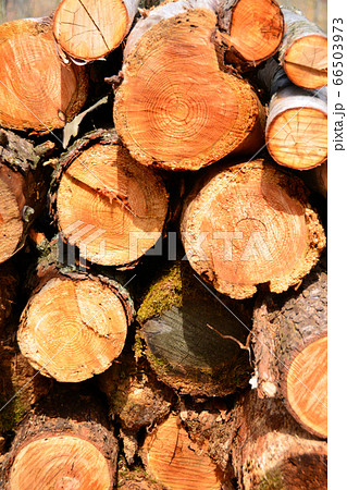 丸太んぼ 66503973