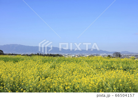 奈良県-山の辺の道-菜の花 66504157