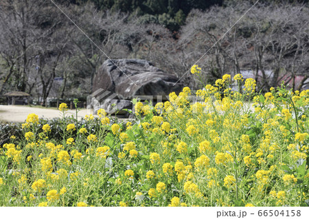 奈良県明日香村-石舞台古墳-菜の花 66504158