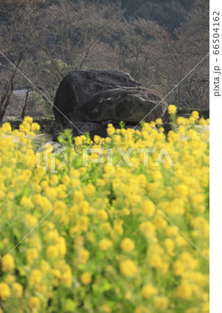 奈良県明日香村-石舞台古墳-菜の花 奈良県明日香村-石舞台古墳-菜の花 66504162