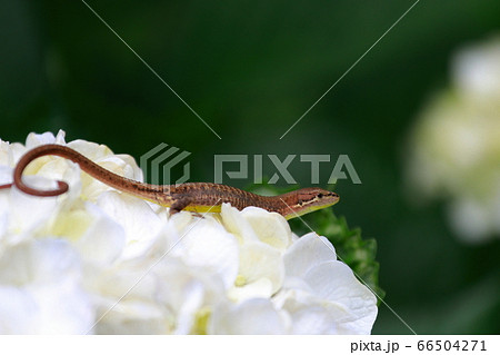 トカゲ トカゲ 66504271