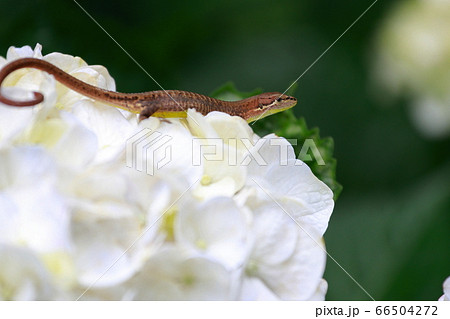 トカゲ 66504272