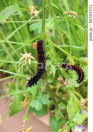葉の上のツマグロヒョウモンの幼虫の写真素材 葉の上のツマグロヒョウモンの幼虫の写真素材