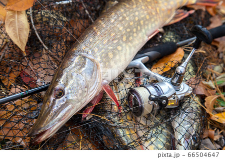 Freshwater pike fish. Freshwater pike fish lies on Freshwater pike fish. Freshwater pike fish lies on 66504647