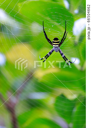 クモ 蜘蛛 の画像素材 ピクスタ