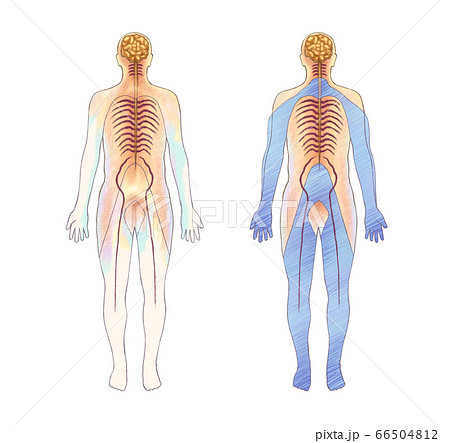 医学 医療 解剖学のイラスト素材