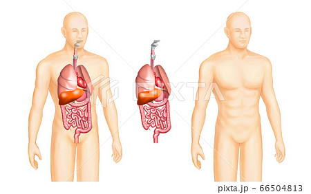 医学 解剖学 人体のイラスト素材