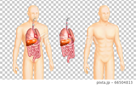 Digestive system anatomy of the human body 66504813