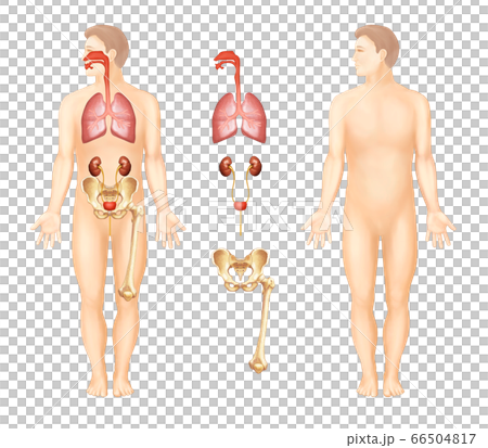 Organ anatomy of the human body 66504817