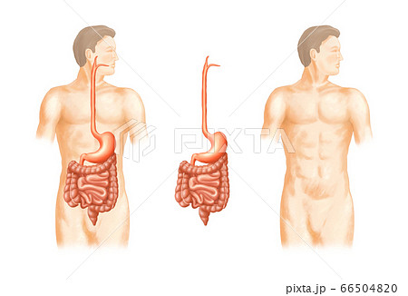 医学 解剖学 人体のイラスト素材