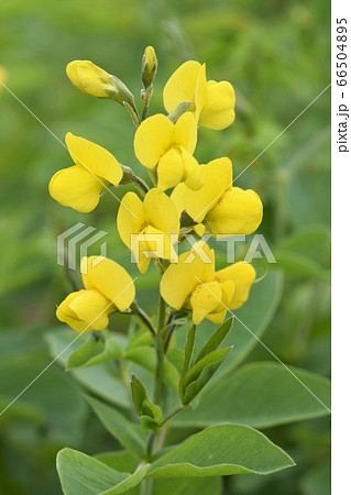 北海道 花 黄色 縦位置 素材 センダイハギの花 一輪アップの写真素材