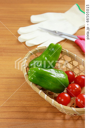 収穫した夏野菜【ナチュラルテイスト】 66505015