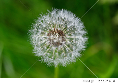 White dandelion flower blowball. Wild nature White dandelion flower blowball. Wild nature 66505618