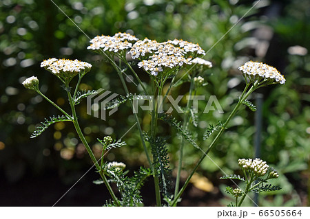 セイヨウノコギリソウ（西洋鋸草） 66505664