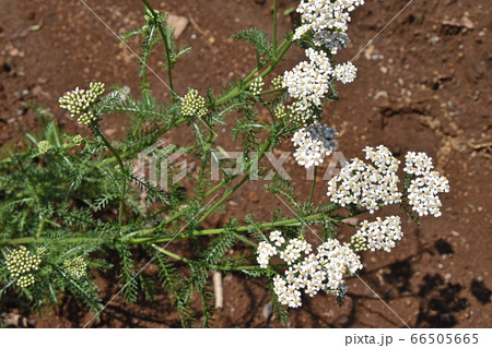 セイヨウノコギリソウ(西洋鋸草) セイヨウノコギリソウ(西洋鋸草) 66505665