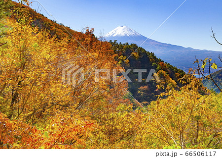 富士山と紅葉、山梨県南都留郡富士河口湖町御坂峠にて 富士山と紅葉、山梨県南都留郡富士河口湖町御坂峠にて 66506117