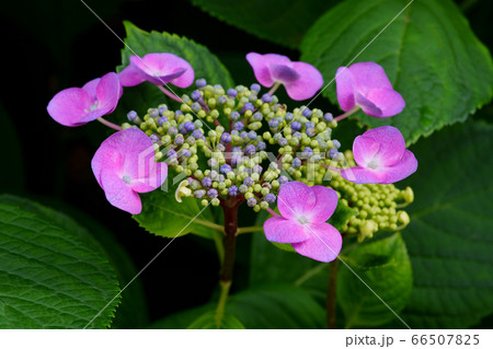 紫陽花 紫陽花 66507825