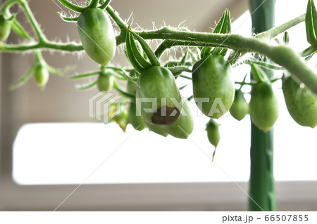 ベランダ栽培のミニトマトの尻腐れ病の写真素材