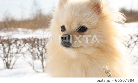 北海道の景色と犬 北海道の景色と犬 66507984