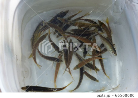 豆アジ入れ食いで水族館 豆アジ入れ食いで水族館 66508080