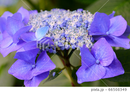 紫陽花 66508349