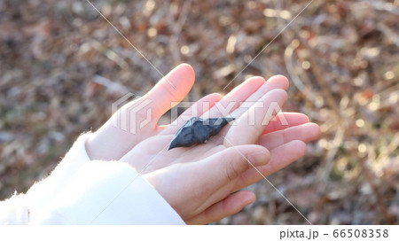 コウモリみたいなヒシの実 コウモリみたいなヒシの実 66508358