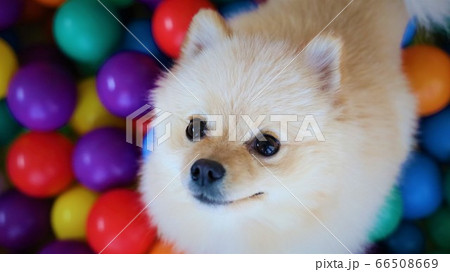 ボールプールと犬の写真素材