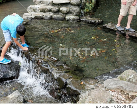 夏の熊本 水遊びのスポットとして人気の轟水源の湧水池 (熊本県宇土市) 夏の熊本 水遊びのスポットとして人気の轟水源の湧水池 (熊本県宇土市) 66508785