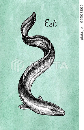 Ink sketch of japanese eel Ink sketch of japanese eel 66508809