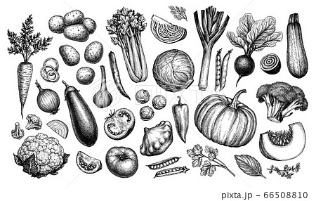 Big set of vegetables. 66508810
