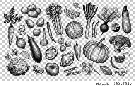 Big set of vegetables. 66508810