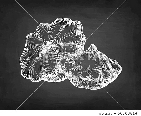 Chalk sketch of pattypan squash. 66508814