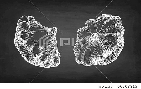 Chalk sketch of pattypan squash. 66508815