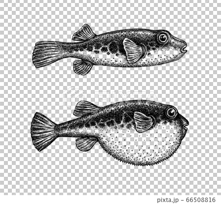Ink sketch of fugu fish. Ink sketch of fugu fish. 66508816