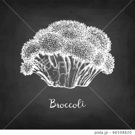 Chalk sketch of broccoli. Chalk sketch of broccoli. 66508820