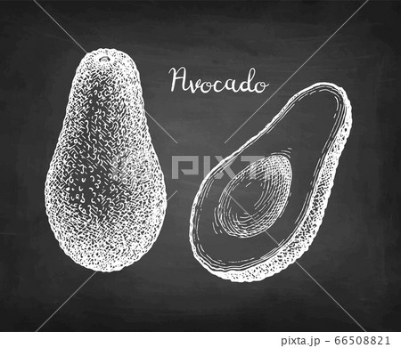 Chalk sketch of avocado. 66508821