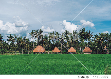 Small houses in a rice field with palm trees and Small houses in a rice field with palm trees and 66509005