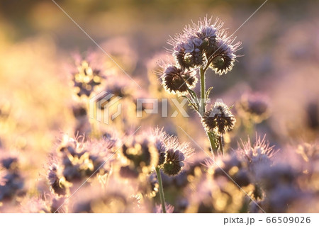 Lacy phacelia (Phacelia tanacetifolia) during sunrise Lacy phacelia (Phacelia tanacetifolia) during sunrise 66509026
