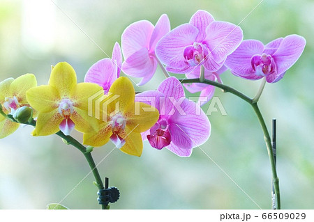 ミディタイプの胡蝶蘭　ピンクと黄色の花　自然背景 66509029