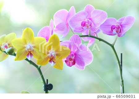ミディタイプの胡蝶蘭 ピンクと黄色の花 自然背景 ミディタイプの胡蝶蘭 ピンクと黄色の花 自然背景 66509031