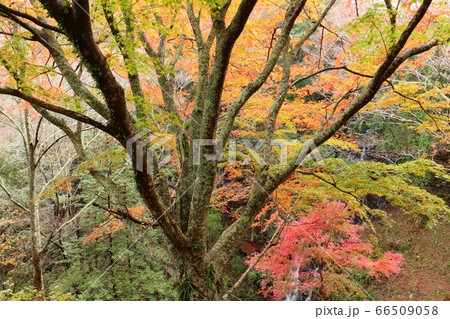 もみじの紅葉 伊豆 修善寺 雄飛滝付近 もみじの紅葉 伊豆 修善寺 雄飛滝付近 66509058