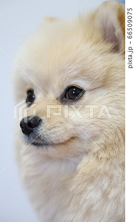 ポメラニアン クリーム色 ふわふわ　の写真 ポメラニアン クリーム色 ふわふわの写真