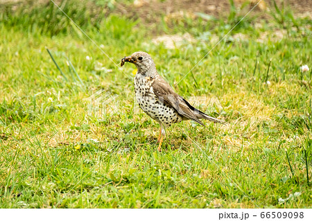 Kestrel catching worms on a lawn in County Donegal - Ireland. Kestrel catching worms on a lawn in County Donegal - Ireland. 66509098
