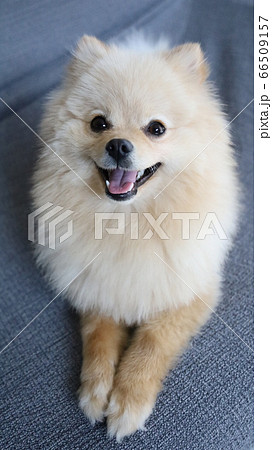 ソファーの上でくつろぐ犬 ソファーの上でくつろぐ犬 66509157
