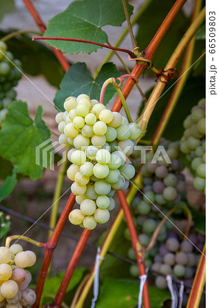 Juicy ripe bunch of grapes pink Muscat on branch Juicy ripe bunch of grapes pink Muscat on branch 66509803