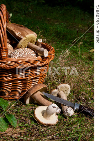 Several Porcini mushrooms (Boletus edulis, cep, 66509871